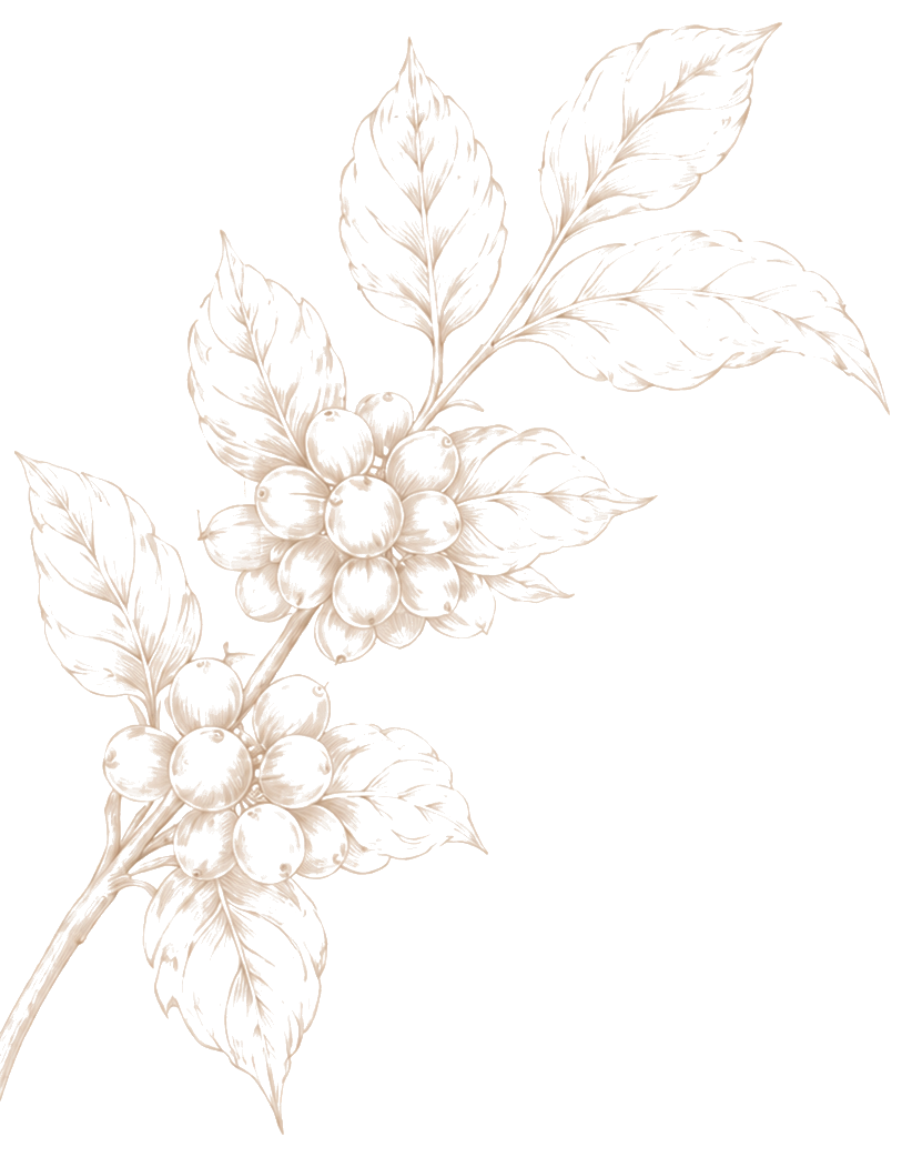 Qasa Bg Coffee Branch Transparent