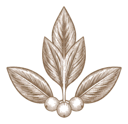Qasa Footer Ornament Transparent
